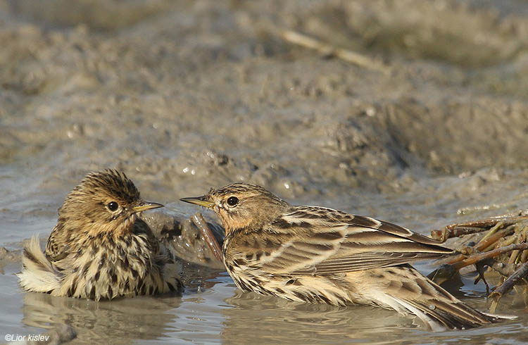       Red-throated Pipit Anthus cervinus ,Beit Shean valley ,November 2010.Lior Kislev             